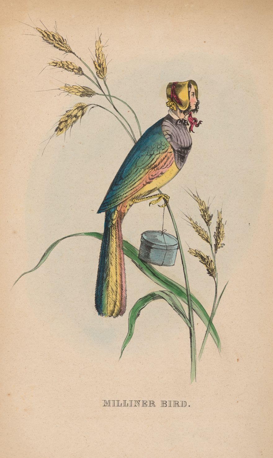 Milliner Bird