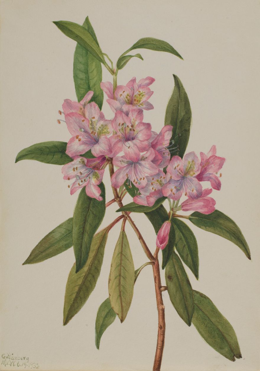 Rose-Bay Rhododendron (Rhododendron carolinianum)