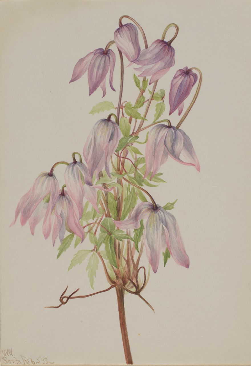 Jicarilla (Clematis pseudoalpina)