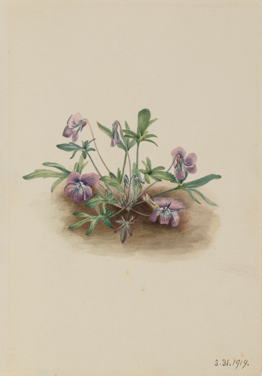 Southern Coast Violet (Viola septemloba)