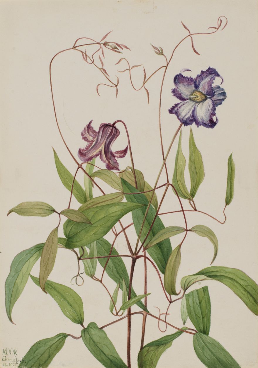 Curly Clematis (Clematis crispa)