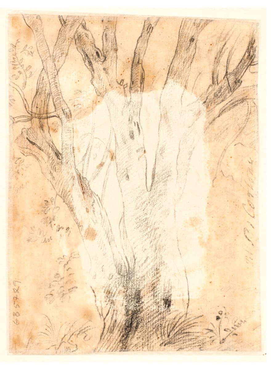 Study of a tree and flowers