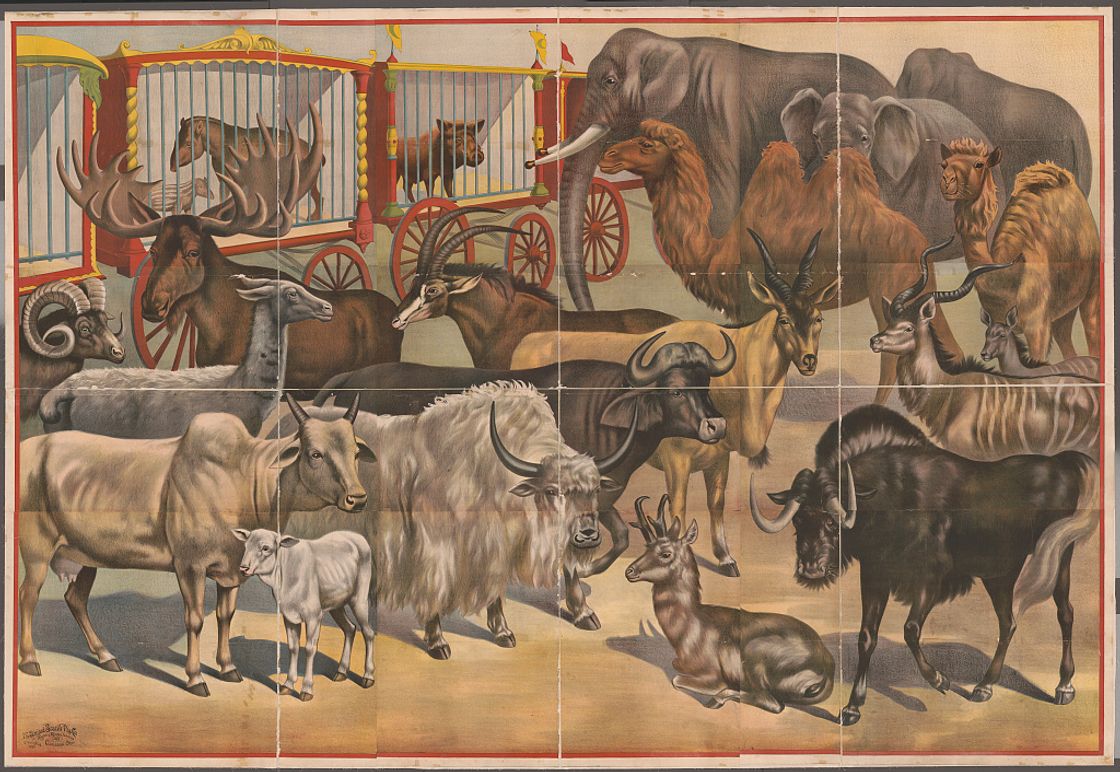 [Circus animals]
