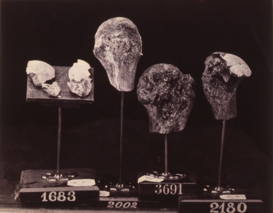 Heads and Fragments of Heads of Humeri, from the Photographic Catalogue of the...