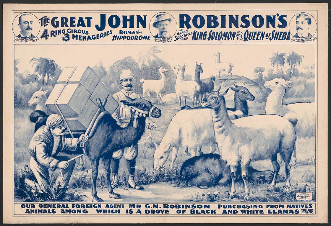 The Great John Robinson's 4 Ring Circus...Our General Foreign Agent Mr. G.N. Robinson purchasing...a drove of black & white llamas