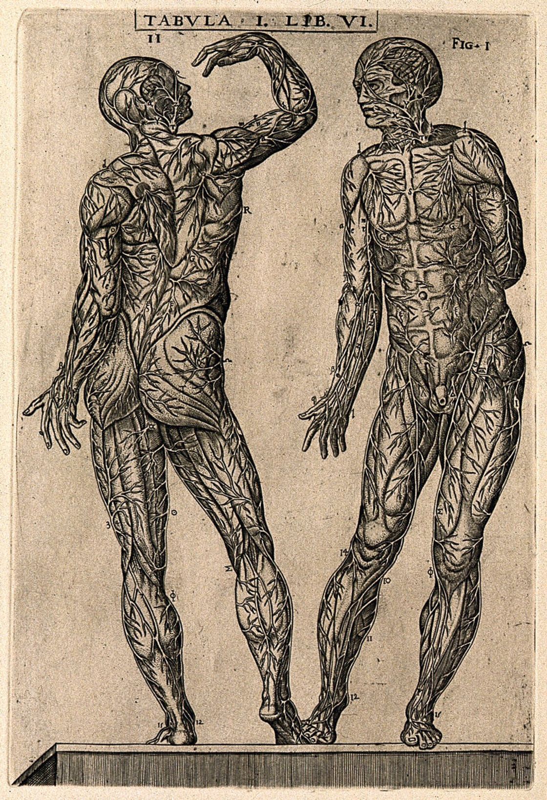 Two male figures, seen from the front and back, with the cutaneous veins of the human body displayed. Engraving, 1568.