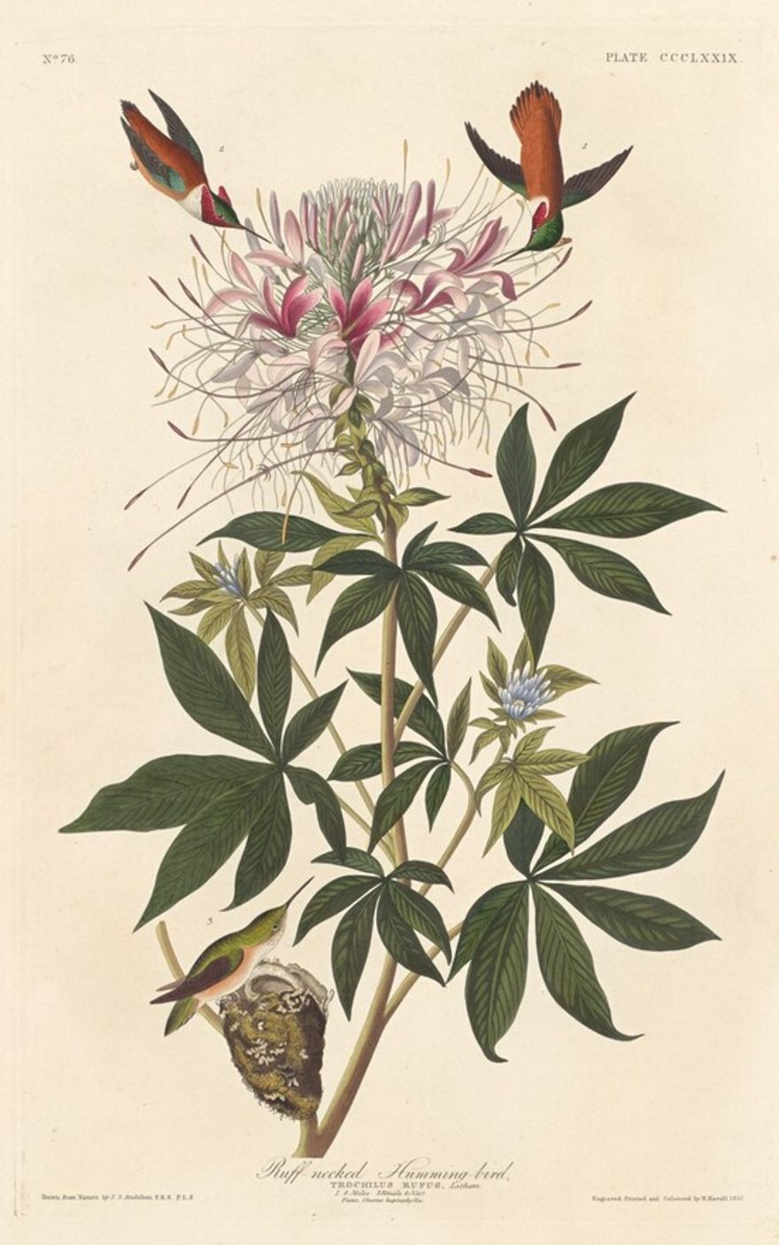 Ruff-necked Humming-bird
