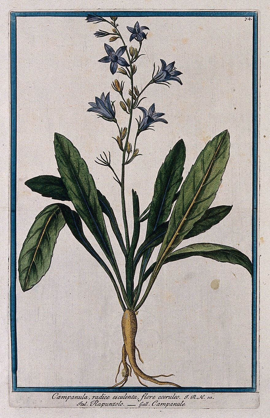 Rampion (Campanula rapunculus L.): entire flowering plant. Coloured etching by...