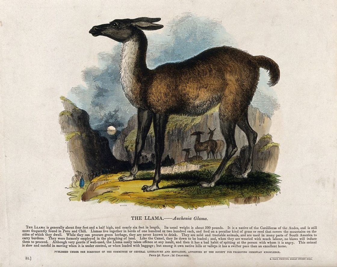 A llama standing on a rock. Coloured wood engraving by J. W. Whimper.