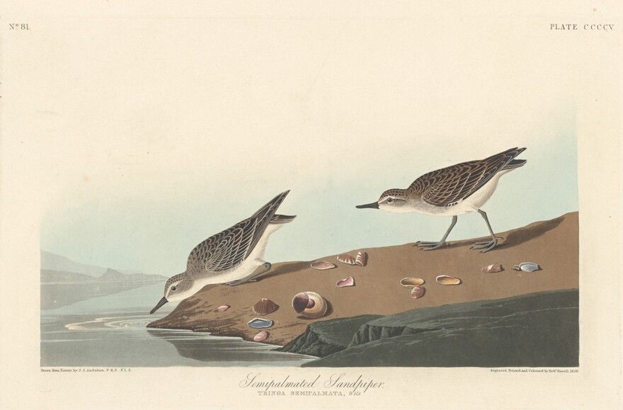 Semi-palmated Sandpiper