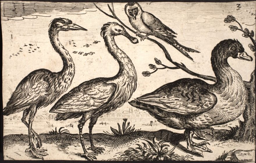 Fiskehejre, skestork, en and og en spurvefugl