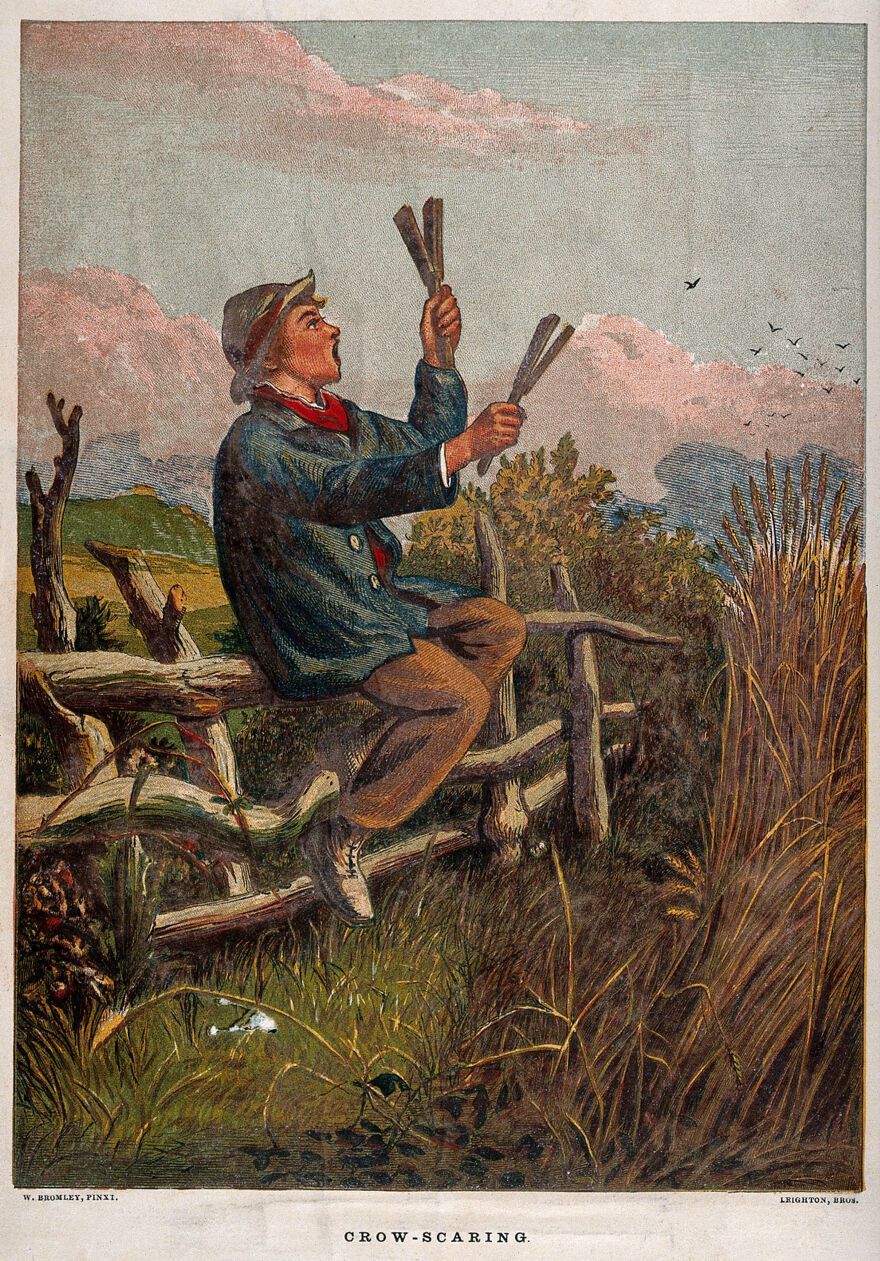 A boy sitting on a fence, scaring away crows with a pair of clappers. Coloured...