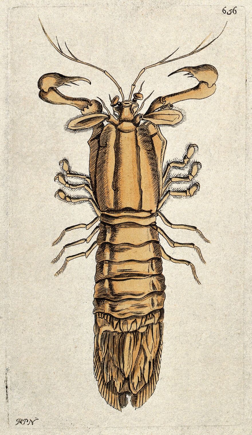 A crustacean (a crab). Coloured etching by R. P. Nodder.