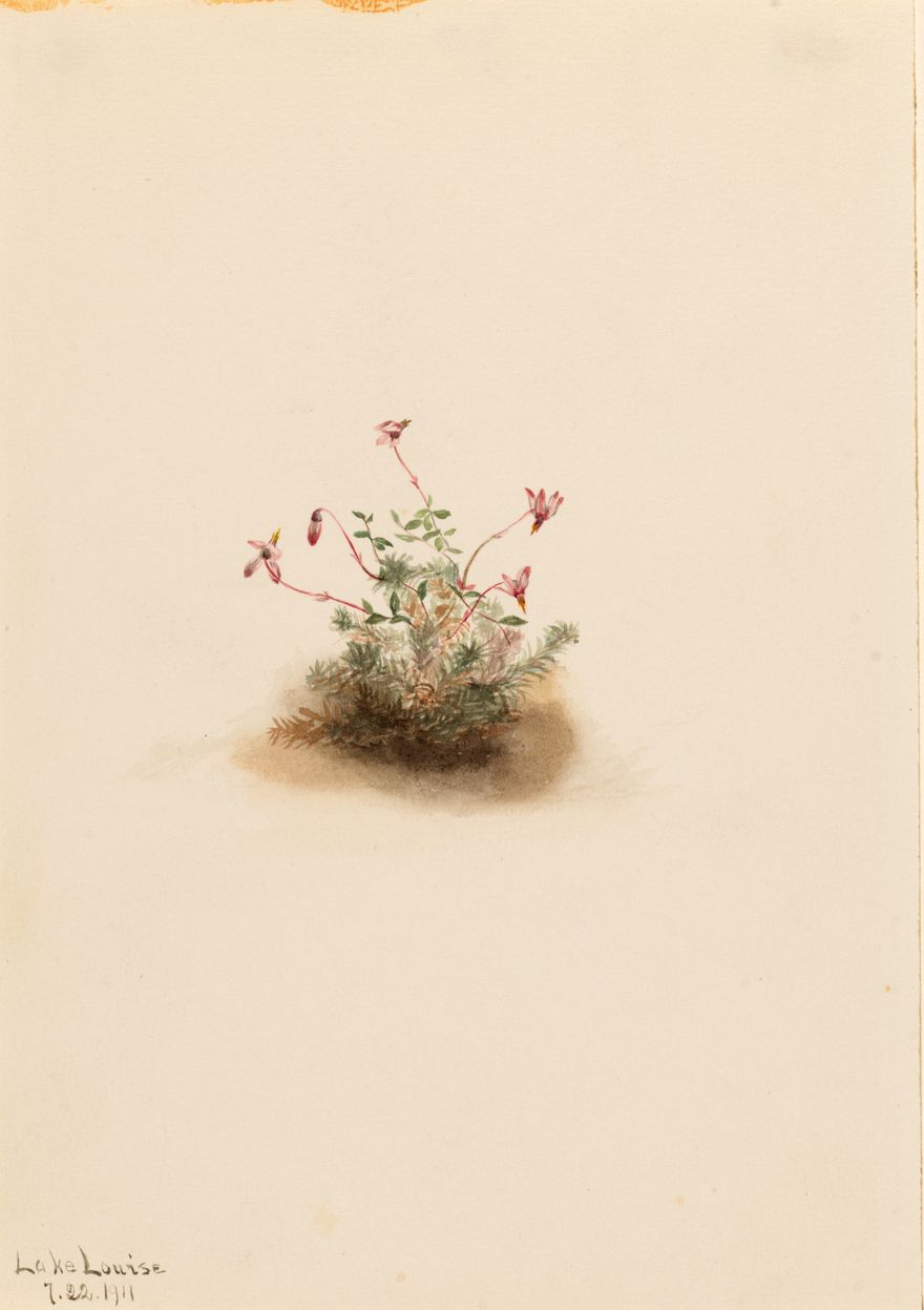 Small Cranberry (Oxycoccus palustris)