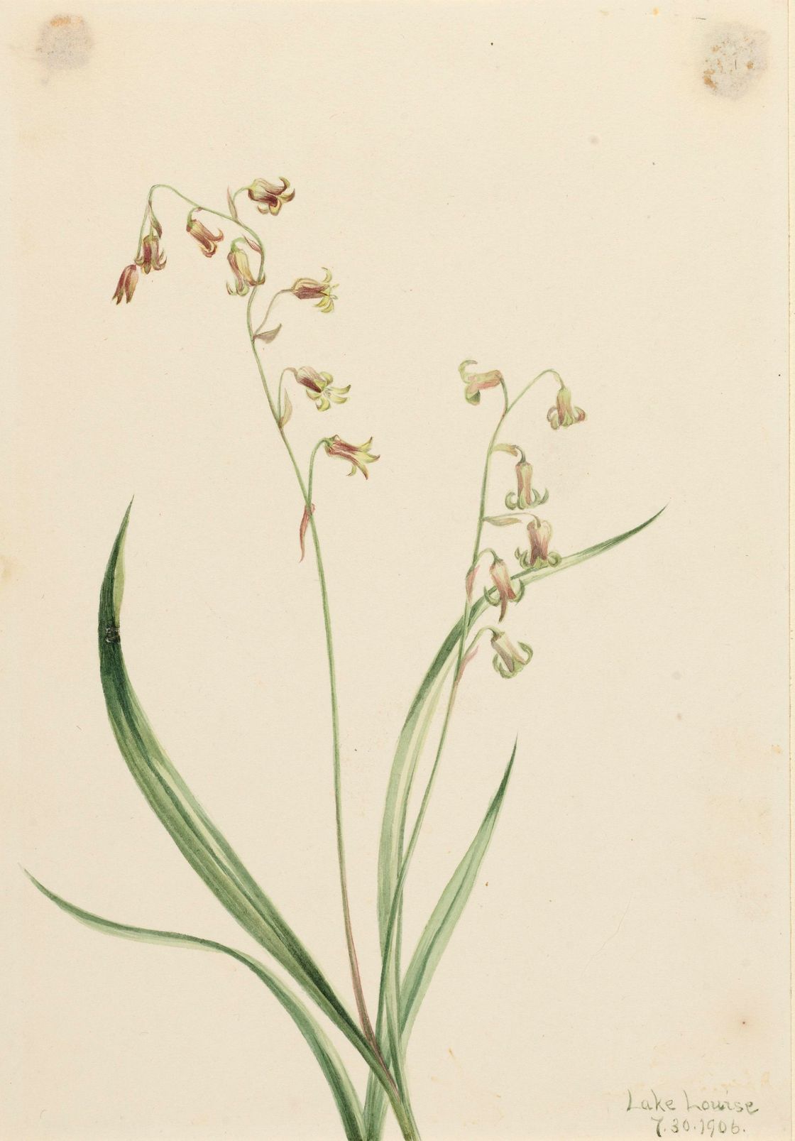 Bronzebells (Stenanthium occidentale)