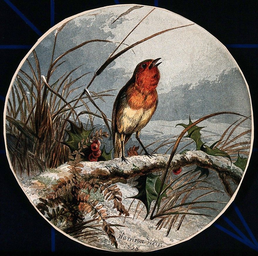 A robin on a branch of holly. Colour lithograph by Leighton Brothers after H....