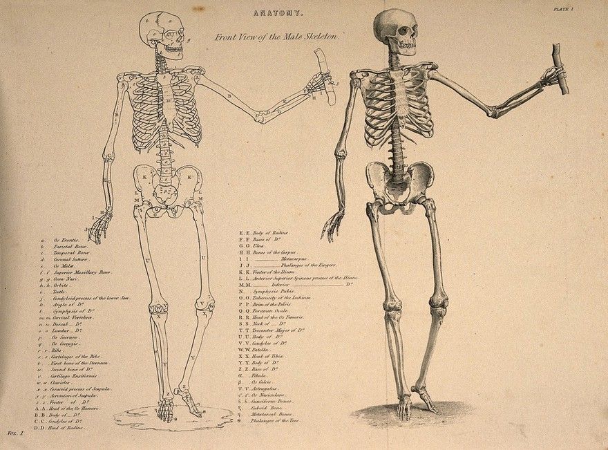 Male skeleton seen from the front, with left arm extended: two figures (one an...