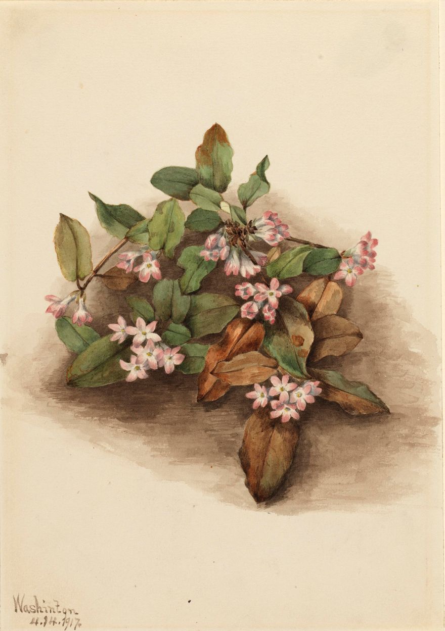 Trailing Arbutus (Epigaea repens)