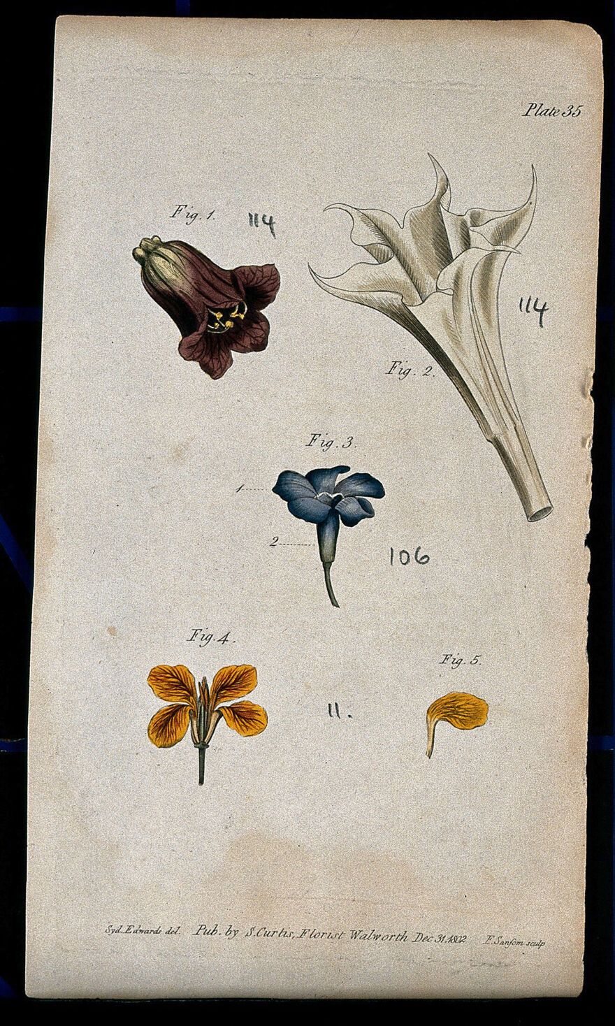 Four examples of single flowers: a deadly nightshade, thorn apple, periwinkle...