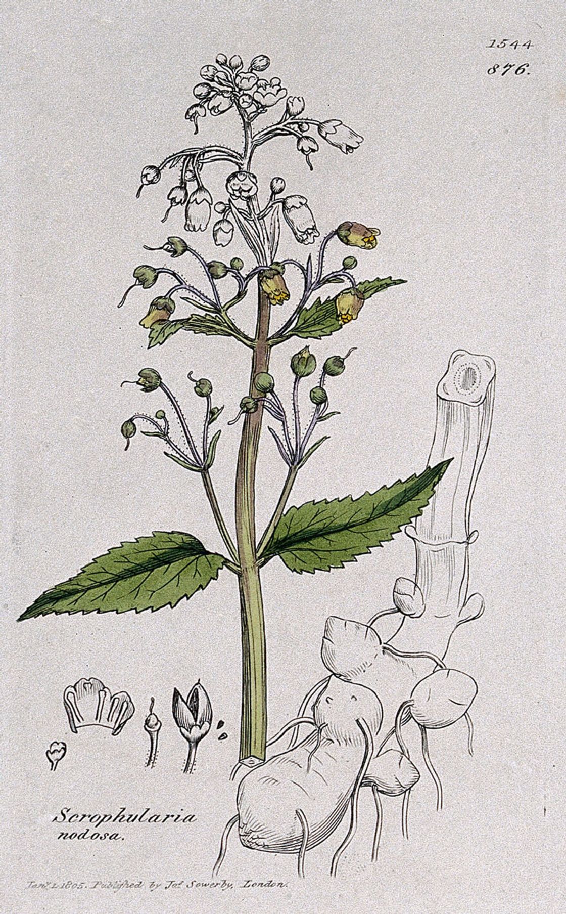 Common figwort (Scrophularia nodosa): flowering stem, root and floral segments. Coloured engraving after J. Sowerby, 1805.