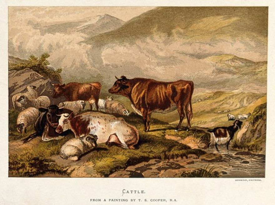 Cows and sheep by an upland stream with a goat standing in the water