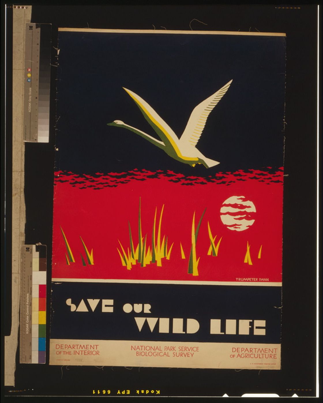 Save our wild life